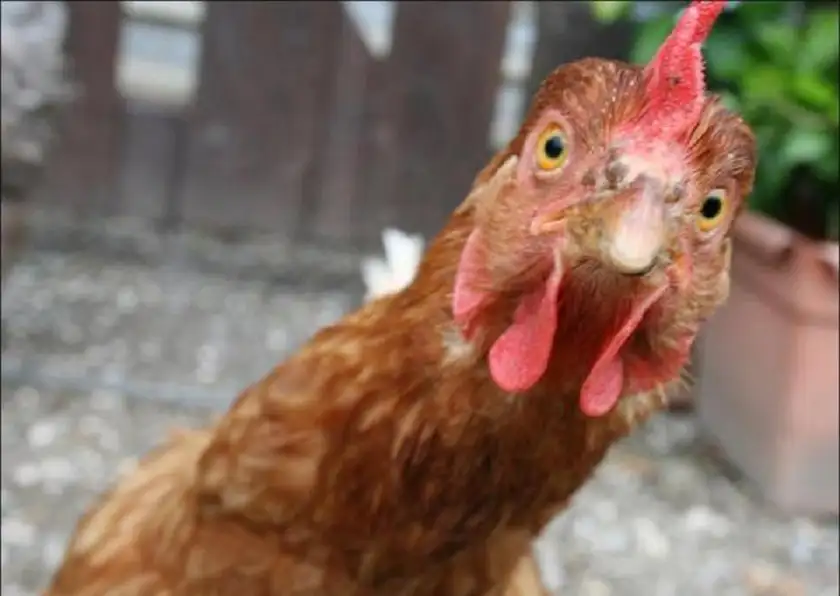 العراق: اصابة 8 في مشاجرة مسلحة