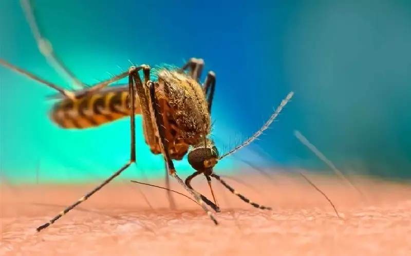 تفشي الحمى الصفراء يجبر كولومبيا على