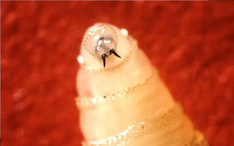 المكسيك تعلن أول إصابة بشرية بداء