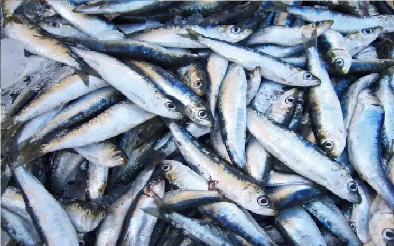 كيف يهدد التغير المناخي السردين المعلب