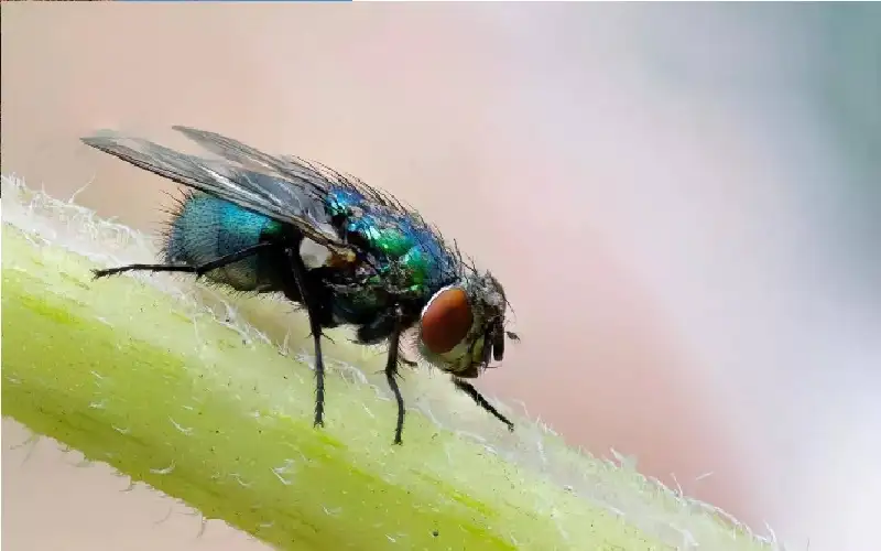 تسجيل أول إصابة بشرية بمرض النغف