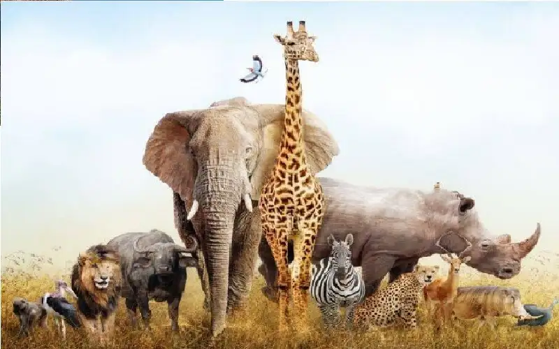 الحيوانات تغير مواعيد نشاطها