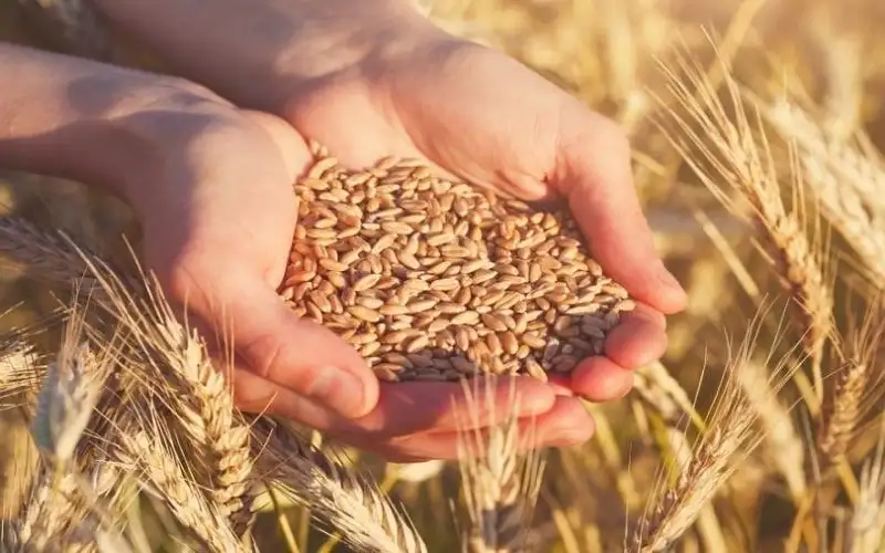 سوريا تعلن وصول أول باخرة قمح