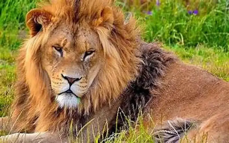 مأساة في كينيا: أسد يخطف طفلة