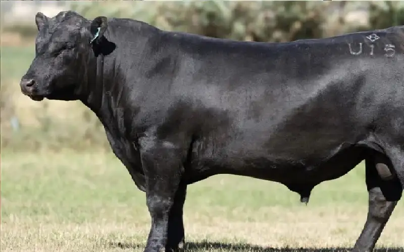 ماذا عن حقوق الانسان؟ ثور غاضب