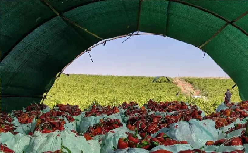 رائحة النجاح.. كيف تحولت شقة متواضعة