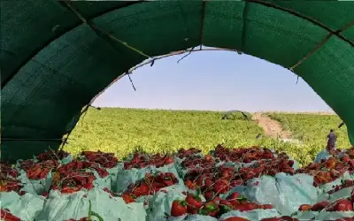 رائحة النجاح.. كيف تحولت شقة متواضعة