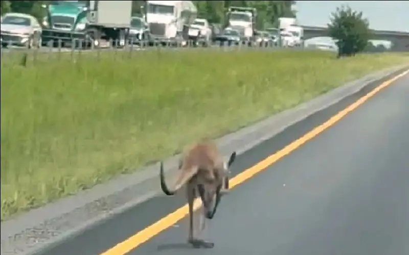 كنغر يتسبب بفوضى مرورية في شوارع