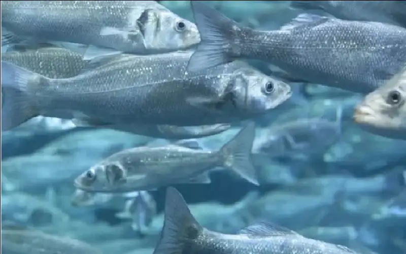 بعد نجاح زراعة الخضروات.. أول تجربة