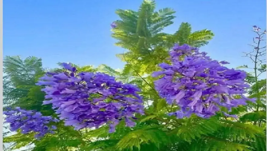 أيار في الأمثال الشعبية