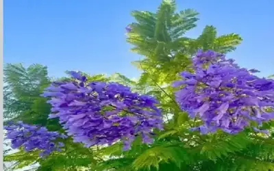 افتتاح فعاليات اليوم العلمي للعلاج الطبيعي