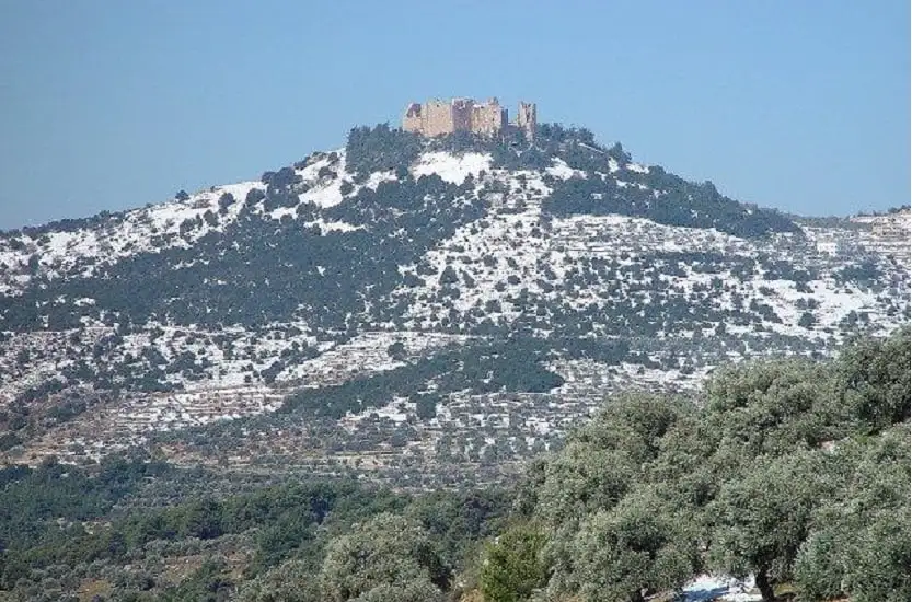 مدير زراعة عجلون: تحريج 20 ألف