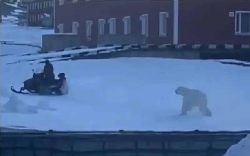 رجل ينجو بأعجوبة من هجوم دب