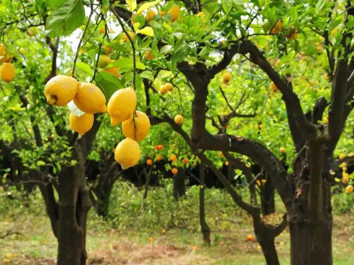 4 مصادر طبيعية تكافح تراكم السموم