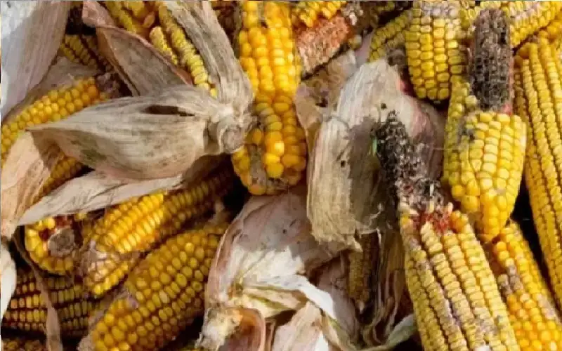 علماء أمريكيون يصنعون السكر من نفايات