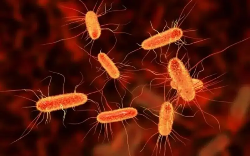 إصابات العشرات بالتسمم بمحافظة عجلون بجرثومة