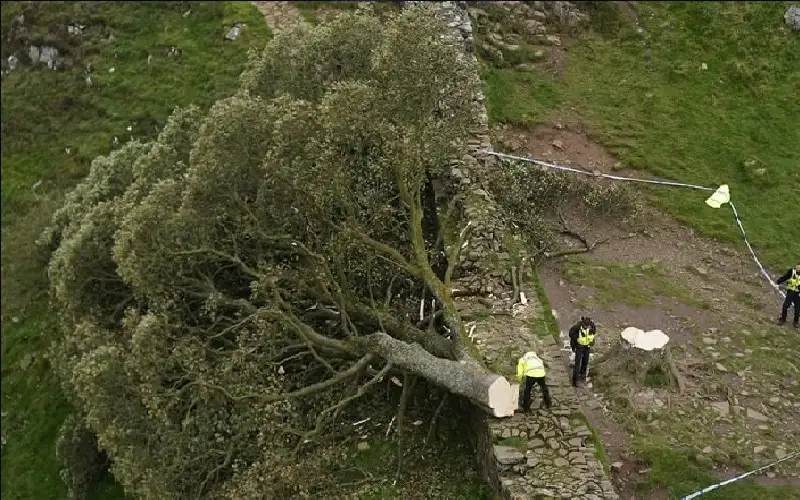الحضارة الكاذبة.. القضاء البريطاني يدين قاطعي