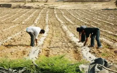 وزير المياه يطلع على تجارب زراعية