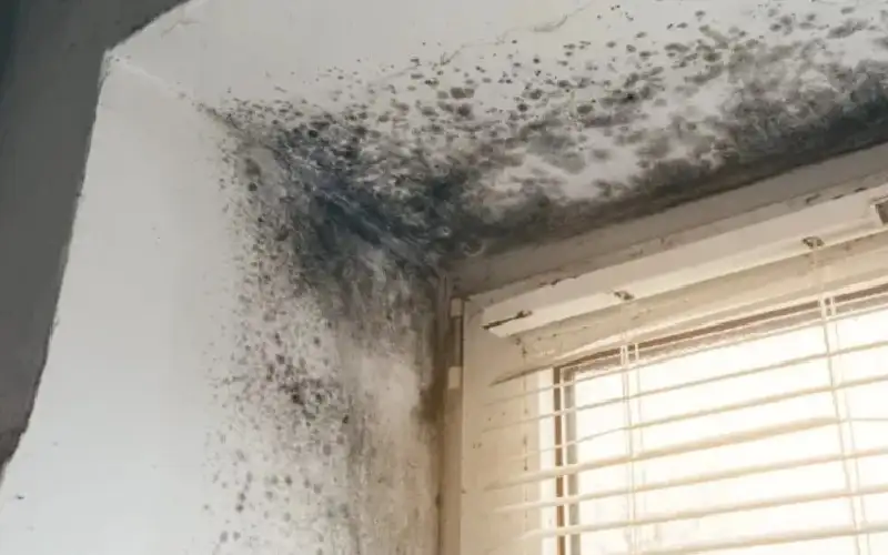 فطر الموت ينتشر في بريطانيا ويثير