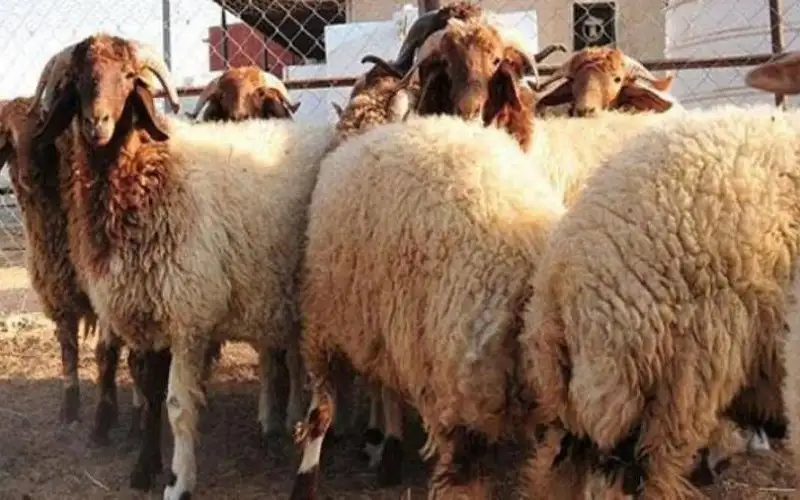 الزراعة: أسعار الأضاحي ستكون مقاربة لمستويات