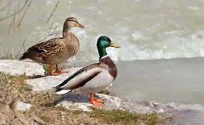 بطة في سويسرا تتلقى مخالفة مرور..