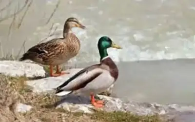 بطة في سويسرا تتلقى مخالفة مرور..
