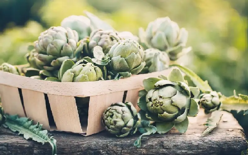 فوائد الخرشوف للجسم وطرق تحضيره