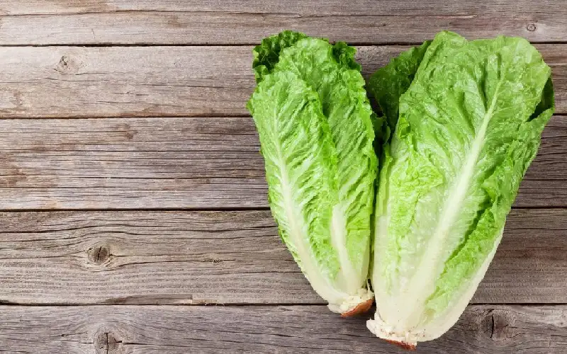 الخس ليس مجرد أوراق خضراء تضيف