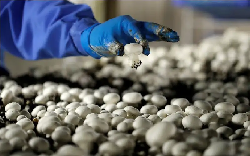 ليس 10 آلاف.. كم خطوة تحتاج