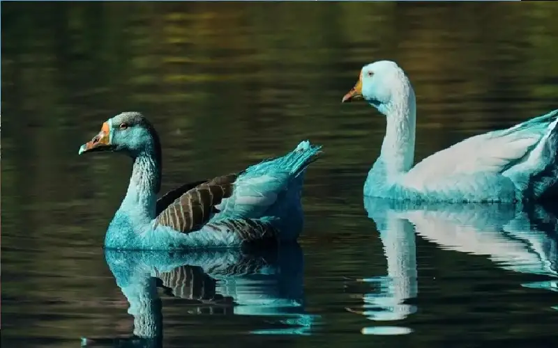 حيوانات تتحول إلى اللون الأزرق في