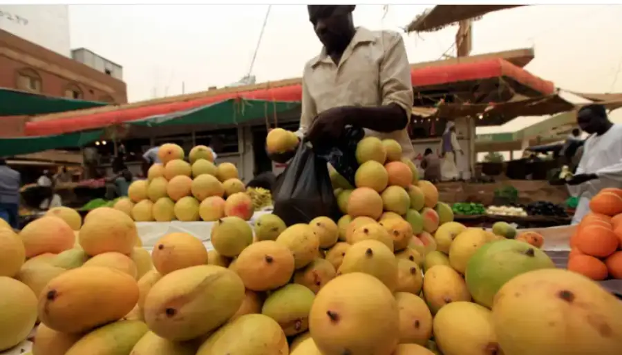 حبات مانغو تتساقط على رؤوس السودانيين