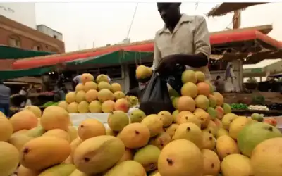 حبات مانغو تتساقط على رؤوس السودانيين