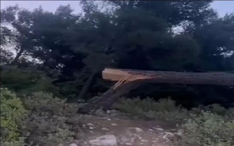 مجهولون يقطعون 30 شجرة سنديان معمرة