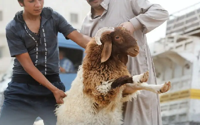 أمانة عمان تحدد مواقع حظائر بيع