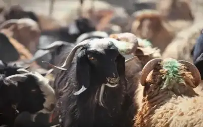 وزارة الزراعة: 570 ألف رأس من