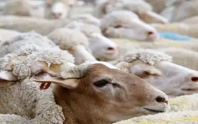 بدء استقبال طلبات حظائر بيع الأضاحي