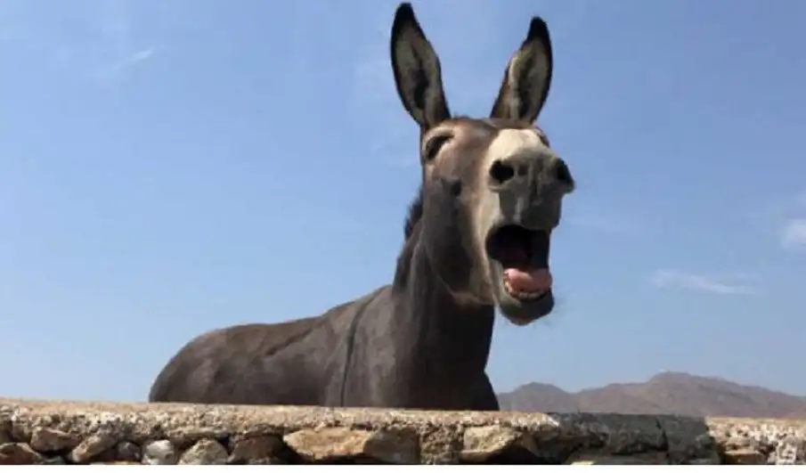 فقدان نحو 2 مليون حمار في