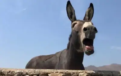 فقدان نحو 2 مليون حمار في