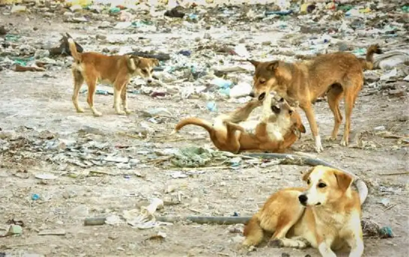 ظاهرة الكلاب الضالة تتفاقم: التعقيم مكلف