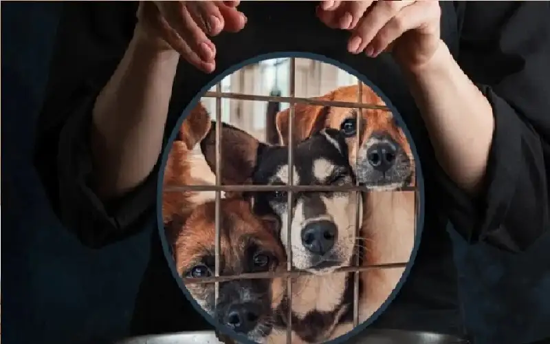 لحم الكلاب جاهز تقريبا، مثالي ليوم