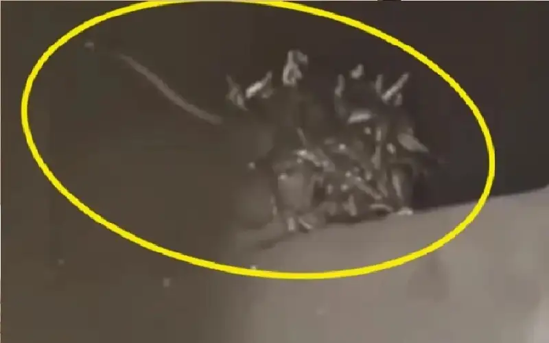 رجل يتفاجأ بـ 70 ثعبانا في