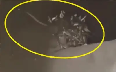 رجل يتفاجأ بـ 70 ثعبانا في