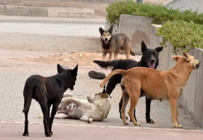 رئيس بلدية الرصيفة يطالب بصلاحيات للقضاء