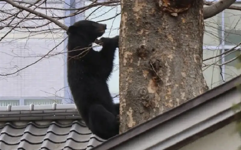دب ينهي بطولة غولف في اليابان