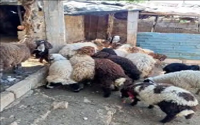 الكواليت: عروض الأضاحي عبر منصات التواصل