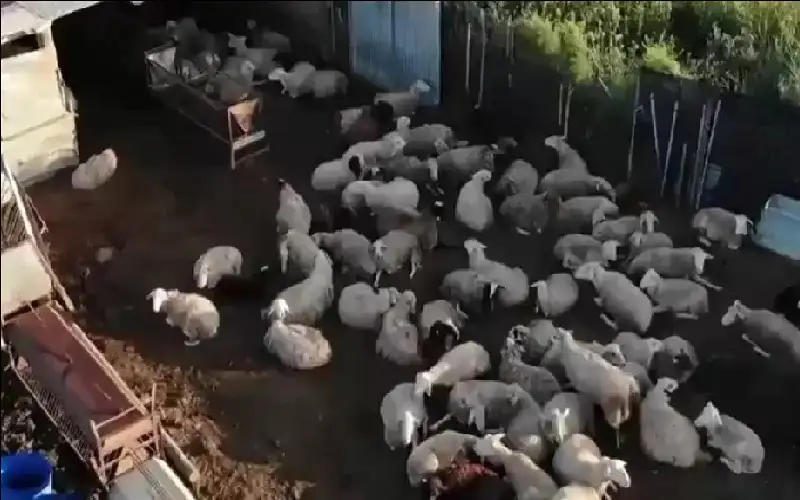 بيع لحوم فاسدة لمطاعم شهيرة.. إسبانيا