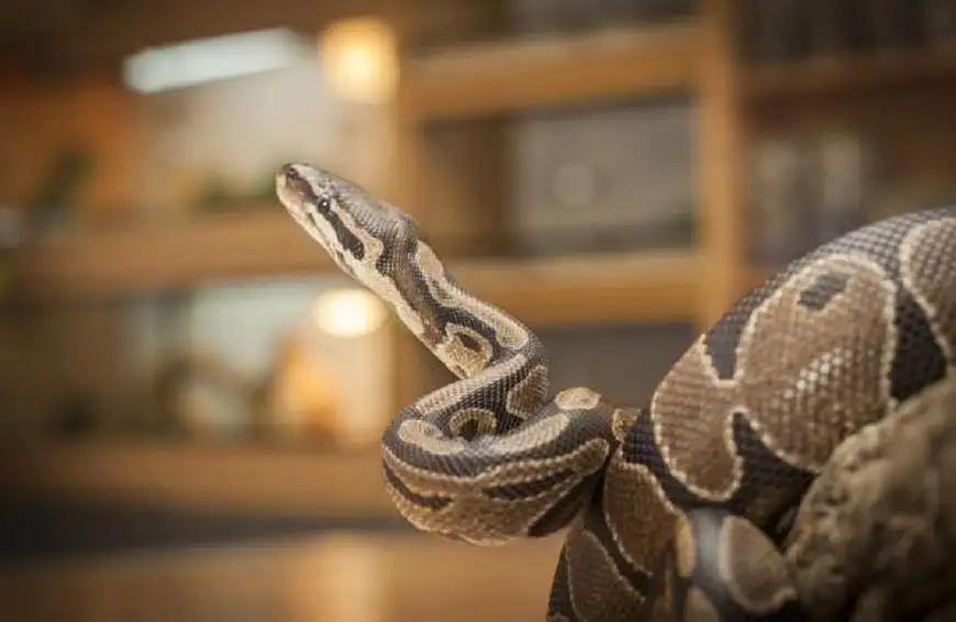 أفاع في الممرات .. احتجاج غير