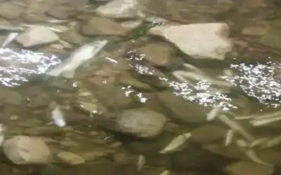نفوق أسماك في سيل الزرقاء ..