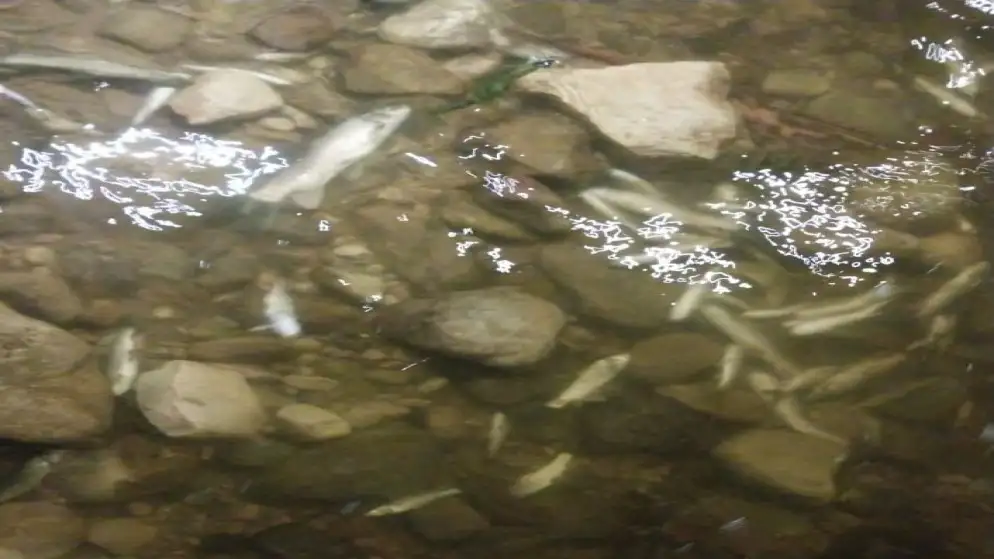 نفوق أسماك في سيل الزرقاء بجرش