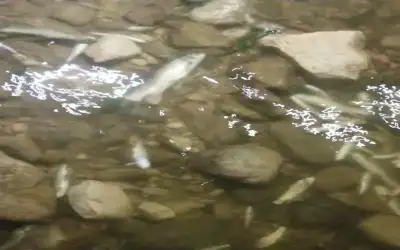 نفوق أسماك في سيل الزرقاء بجرش